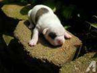 Bulldog Puppy for sale in MADISON HEIGHTS, VA, USA