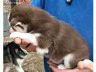 Siberian Husky Puppy for sale in Oak Grove, LA, USA
