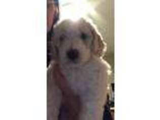 Labradoodle Puppy for sale in Mount Pleasant, MI, USA