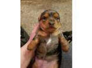 Dachshund Puppy for sale in Rigby, ID, USA