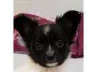 Papillon Puppy for sale in Deer Park, NY, USA