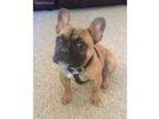 French Bulldog Puppy for sale in Broken Bow, NE, USA