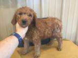 Goldendoodle Puppy for sale in Yorktown, IN, USA