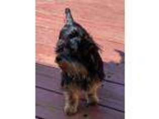 Yorkshire Terrier Puppy for sale in New Lenox, IL, USA