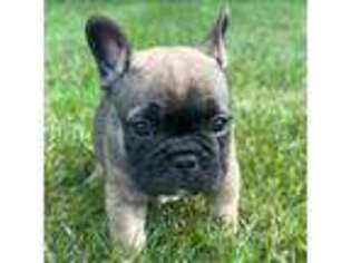 French Bulldog Puppy for sale in Middleville, MI, USA