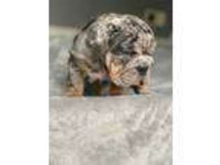 Bulldog Puppy for sale in Jacksonville, FL, USA