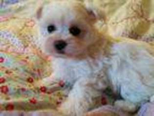Maltese Puppy for sale in Batesburg, SC, USA