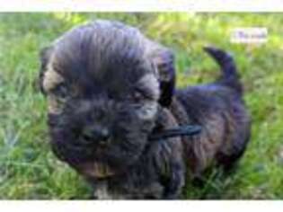 Havanese Puppy for sale in Cambridge, OH, USA