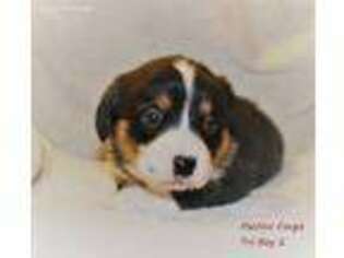 Pembroke Welsh Corgi Puppy for sale in Carnation, WA, USA
