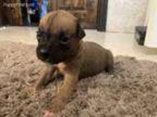 Boxer Puppy for sale in Eagle Pass, TX, USA