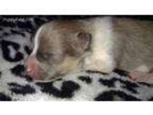 Pomeranian Puppy for sale in Toledo, IL, USA