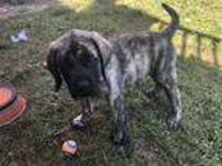 Mastiff Puppy for sale in Chesapeake, OH, USA