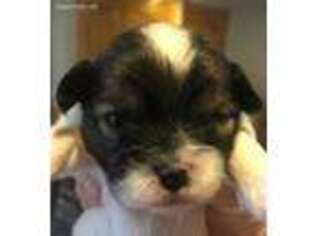 Shorkie Tzu Puppy for sale in Stewart, MN, USA