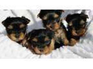 Yorkshire Terrier Puppy for sale in Cumberland, RI, USA
