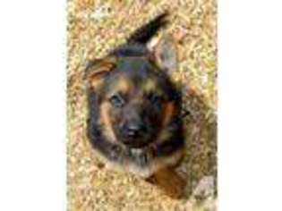 German Shepherd Dog Puppy for sale in CROWNSVILLE, MD, USA