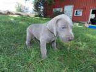 Weimaraner Puppy for sale in Peach Bottom, PA, USA