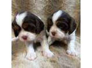 Cavalier King Charles Spaniel Puppy for sale in Kellogg, ID, USA