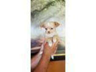 Chihuahua Puppy for sale in Kiln, MS, USA