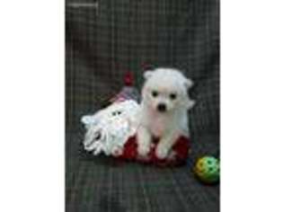 Japanese Spitz Puppy for sale in Los Angeles, CA, USA