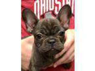 French Bulldog Puppy for sale in Bolivar, OH, USA