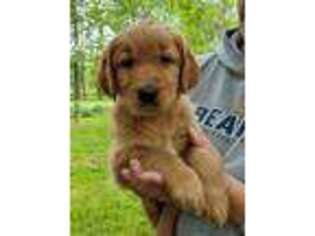 Golden Retriever Puppy for sale in Henryville, IN, USA
