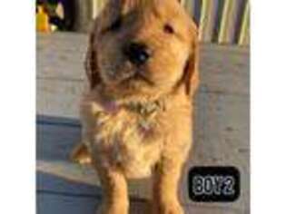 Golden Retriever Puppy for sale in Kaufman, TX, USA