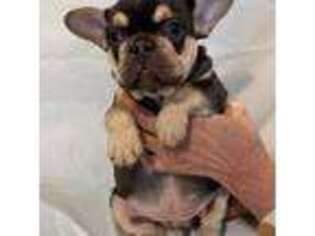 French Bulldog Puppy for sale in Steward, IL, USA