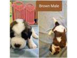 Saint Bernard Puppy for sale in Livonia, MI, USA