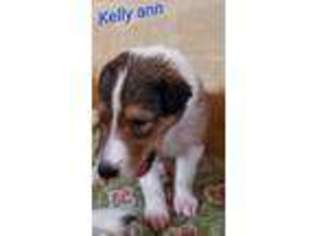 Collie Puppy for sale in Pittston, PA, USA