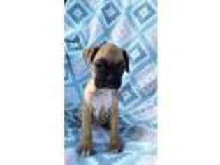 Boxer Puppy for sale in Lewisburg, TN, USA