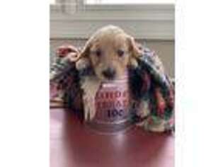 Golden Retriever Puppy for sale in Huntersville, NC, USA