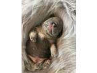 French Bulldog Puppy for sale in Superior, NE, USA