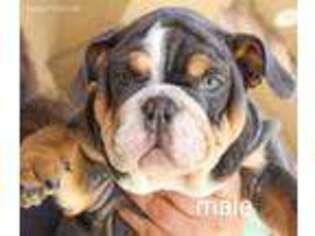 Bulldog Puppy for sale in Cutler, CA, USA