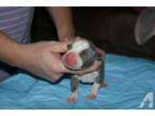 Mutt Puppy for sale in AVON PARK, FL, USA