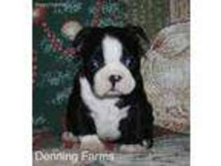 Boston Terrier Puppy for sale in Houghton, IA, USA