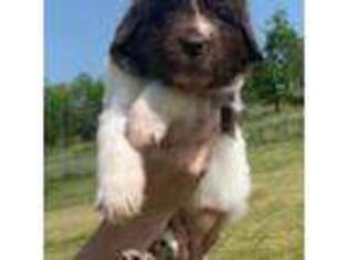 Newfoundland Puppy for sale in Lake Ozark, MO, USA