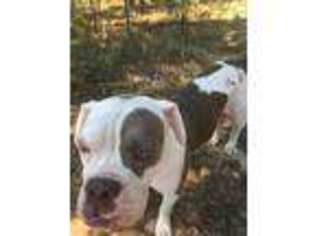 Olde English Bulldogge Puppy for sale in Water Valley, MS, USA