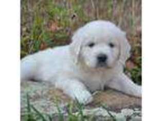 Golden Retriever Puppy for sale in Walnut Grove, MO, USA