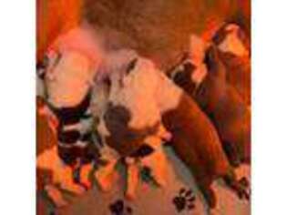 Olde English Bulldogge Puppy for sale in Big Rapids, MI, USA