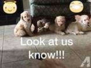 Labradoodle Puppy for sale in SACRAMENTO, CA, USA