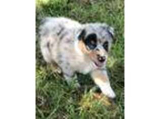 Australian Shepherd Puppy for sale in Gainesville, TX, USA
