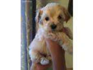 Mutt Puppy for sale in Oakland, NJ, USA