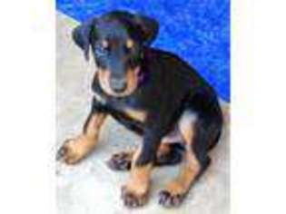 Doberman Pinscher Puppy for sale in Manvel, TX, USA