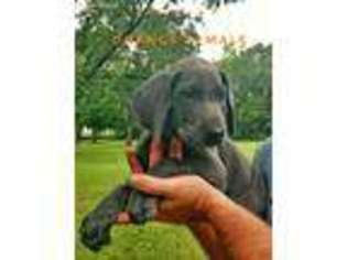 Great Dane Puppy for sale in Glennville, GA, USA