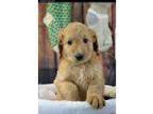 Goldendoodle Puppy for sale in Postville, IA, USA