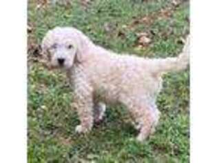 Goldendoodle Puppy for sale in Pinnacle, NC, USA