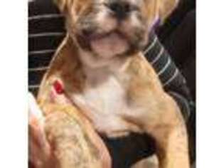 Olde English Bulldogge Puppy for sale in Stewartville, MN, USA