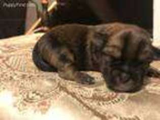 Shorkie Tzu Puppy for sale in Laurel, MS, USA