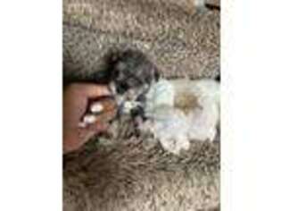 Mutt Puppy for sale in Dover, DE, USA