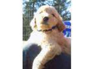 Goldendoodle Puppy for sale in Cocolalla, ID, USA